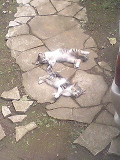 �q�L�`(=^��^=)