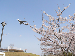 ���̋G�߂ł��ˁ[